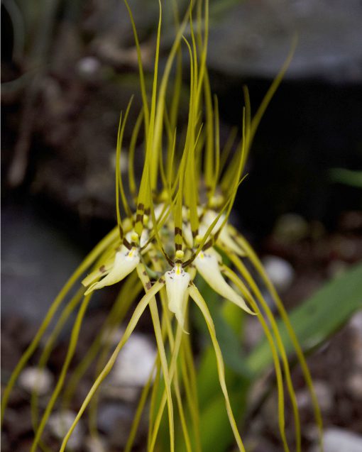 A spider orchid with dramatic, long, thin petals from the genus Brassia