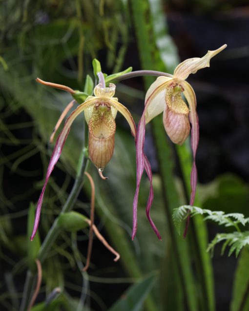 A species of the genus Phragmipedium better known as a slipper orchid.