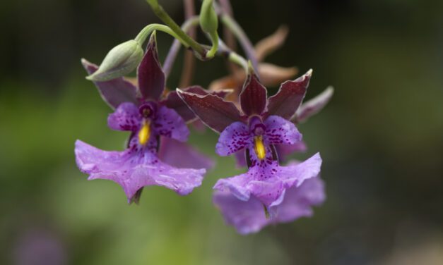 Stunning Orchids at Quito’s Botanical Garden