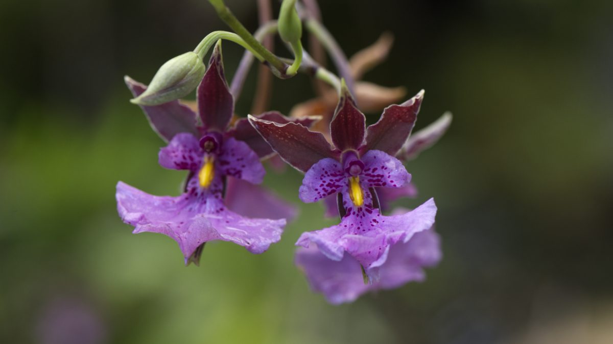 This orchid from the Quito Botanical Garden in Ecuador has burgundy petals, a deep purple-pink lip with a striking yellow tongue. it belongs to the genus Miltonia.