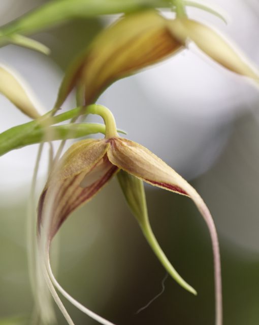 A pale yellow orchid with deep claret stripes and very long, thin petals faces the ground