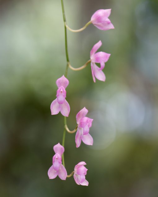 A delicate pink orchid from the Aerangis family, typically found in Madagascar