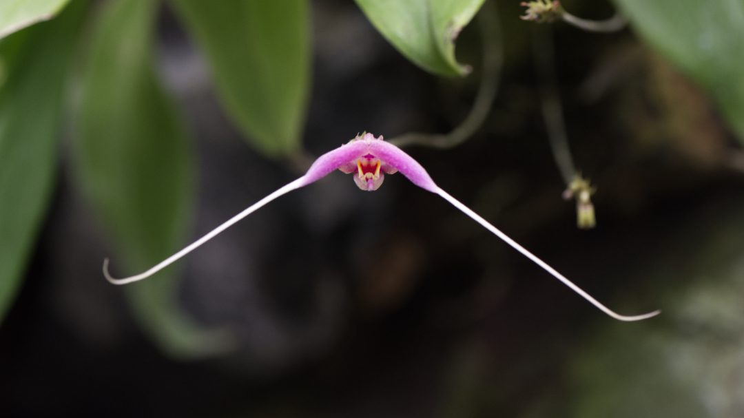 A striking, hot pink orchid with two incredibly long, thin petals is from the genus Masdevallia. This unique orchid can be seen at Quito's Botanical Garden.