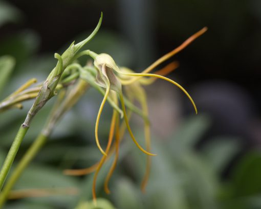 A pale yellow orchid with petals that end in long, thin stems of bright orange