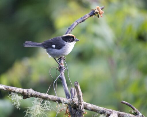 White-winged Brushfinch perches on a branch at the Maraksacha Reserve
