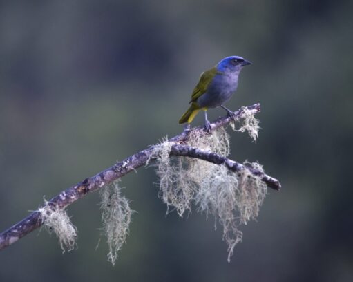 A Blue-winged Mountain Tanager clings to an upright branch