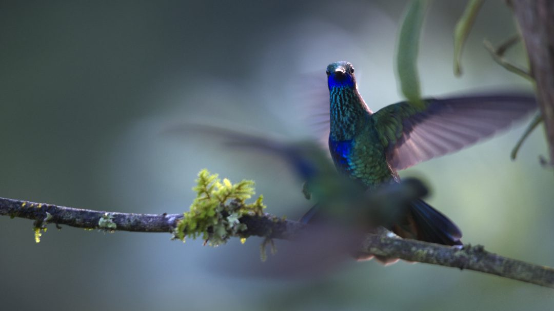 Two Sparkling Violetear hummingbirds fight over a perch