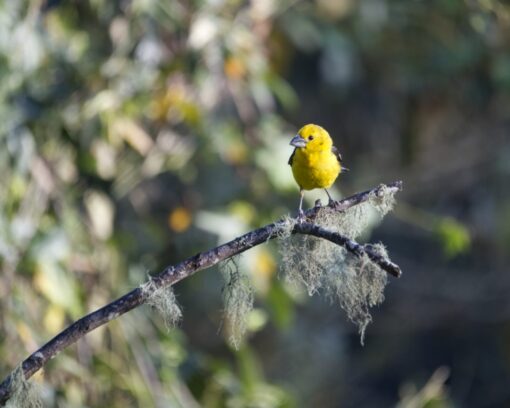 A Golden Grosbeak perches in the sun at the Maraksacha Reserve