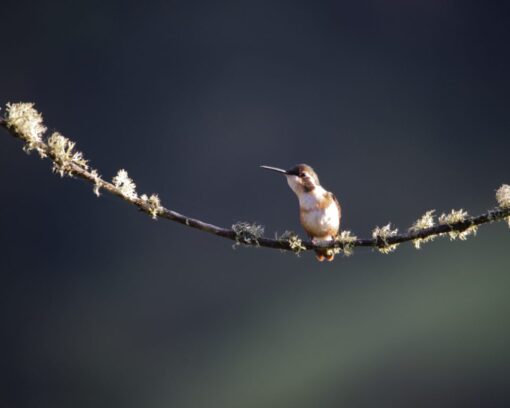 A female White-bellied Woodstar daintily perches on a thin, mossy branch