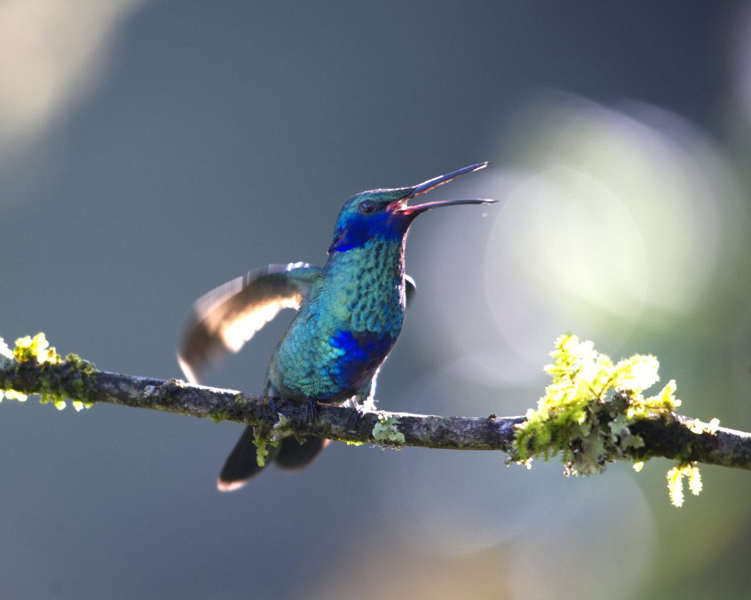 A Sparkling Violetear hummingbird opens its beak declaring its territory to the other birds