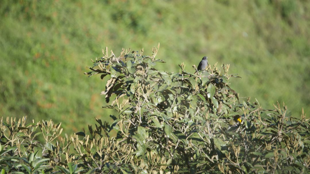 The Red-crested Cotinga is often a visitor to the treetops in view of the Maraksacha Reserve's garden