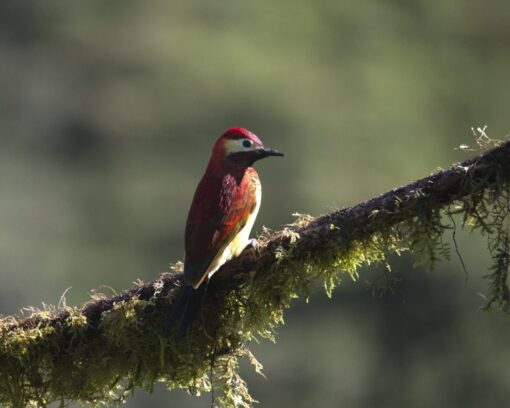 A Crimson-mantled Woodpecker glistens in the morning sunlight