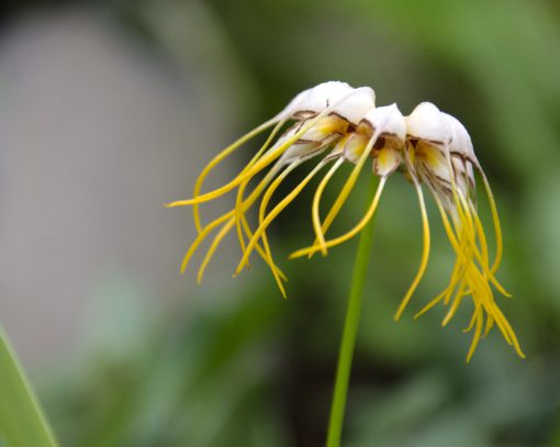 The flowers of this orchid are arranged in a circle as if each flower is a petal integral to a larger flower. The tubular flower is white with deep red markings on the edges that flare out to thin, bright yellow ends