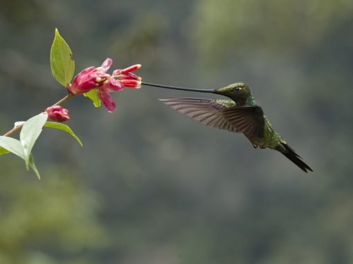 A Sword-billed Hummingbird sips nectar from a bright red flower