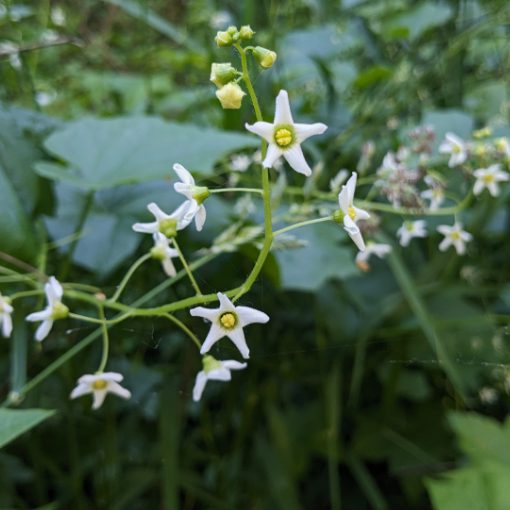 Bright white flowers with five symmetrical petals alternate on a vine.