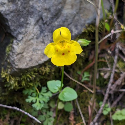 A bright yellow, five petaled flower with six rust red dots on its lower petal