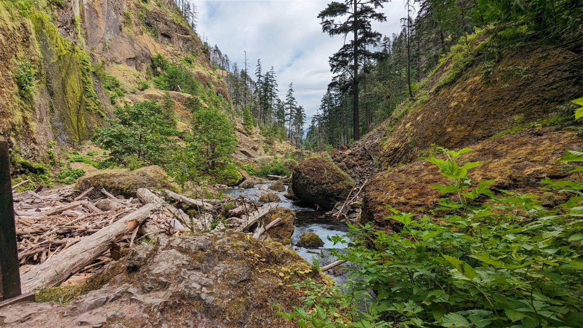 Landscape of the Wahclella Falls Trail includes basalt cliffs, pine trees, and low lying ground cover.
