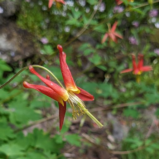 A red columbine shaped like a shooting star with a yellow center