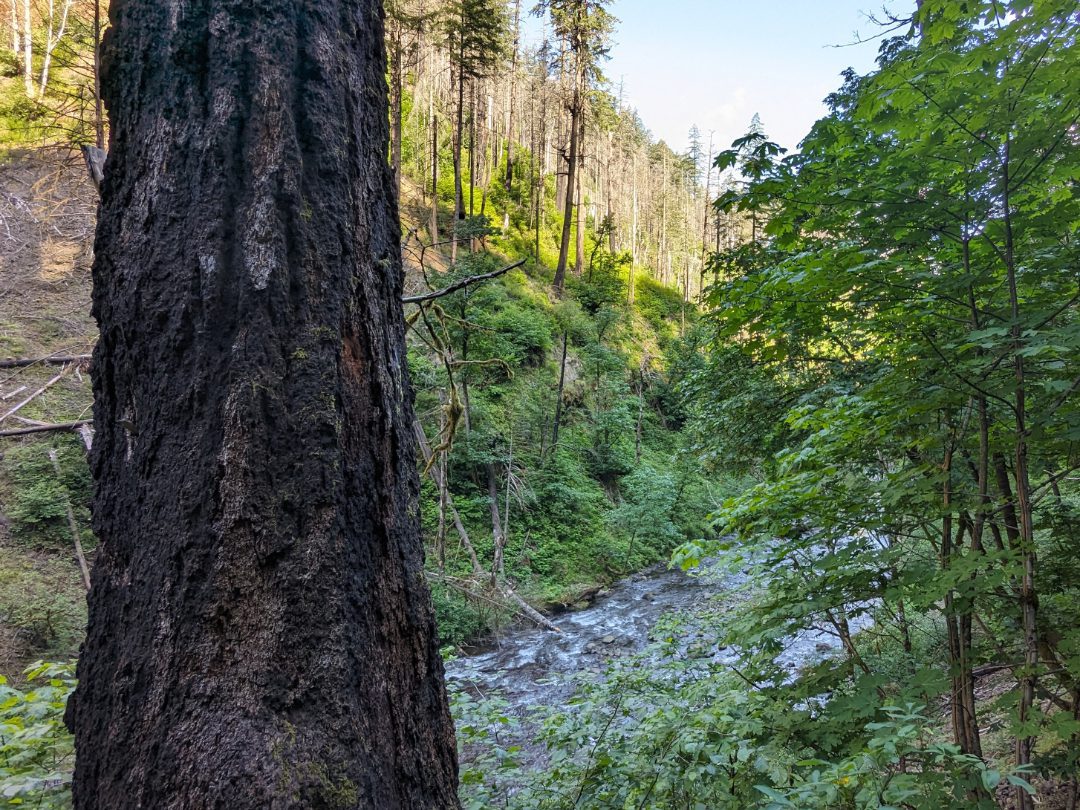 Burned tree along the Wahclella Falls Trail in Oregon