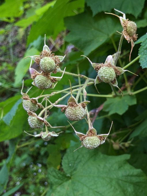 Green thimbleberries