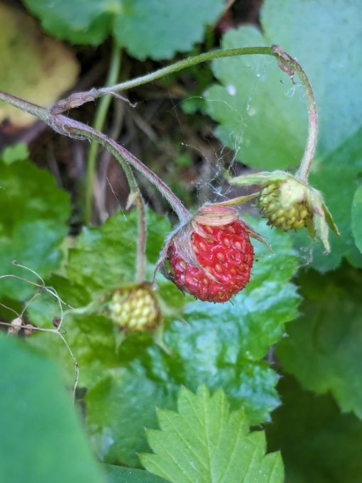 A pale red, wild strawberry