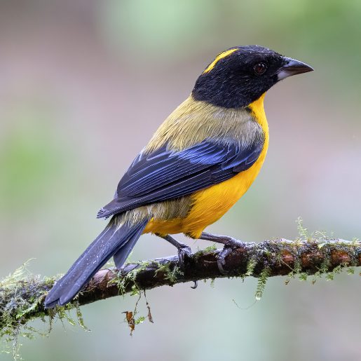 A Black-chinned Tanager has a black head, black wings lightly striped with a deep blue, and a bright yellow chest.