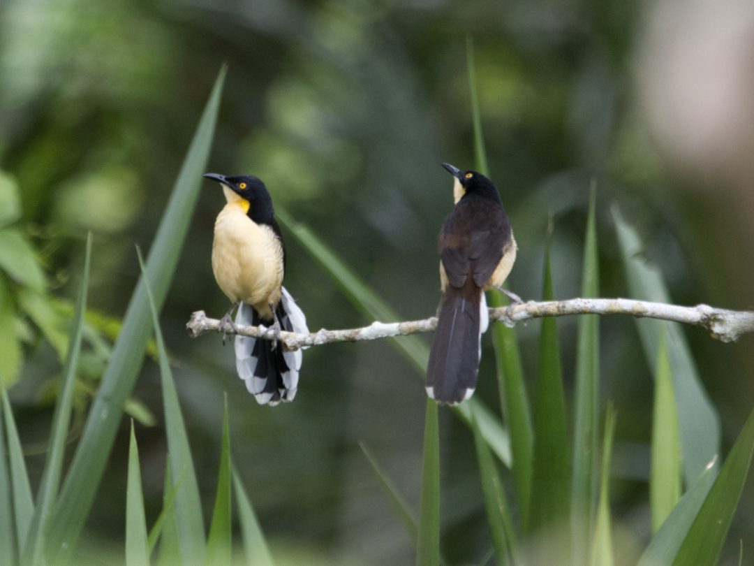 A pair of Black-capped Donacobious, one facing the camera so that we can see the creamy yellow chest and dark tail scalloped with white and one with its back to the camera, its black body and tail shining in the light