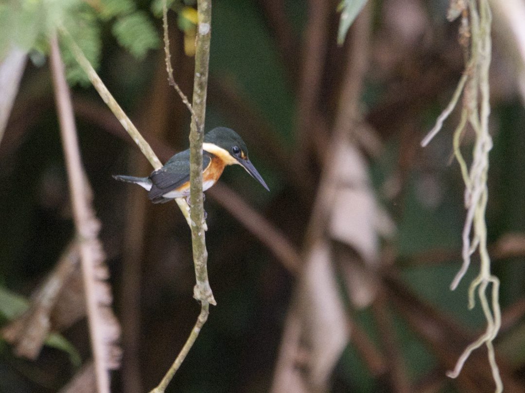 A Pygmy Kingfisher perches on a branch