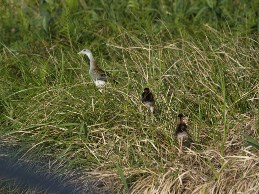 Azure Gallinule with three chicks in the grassy banks of the Laguna Limoncocha