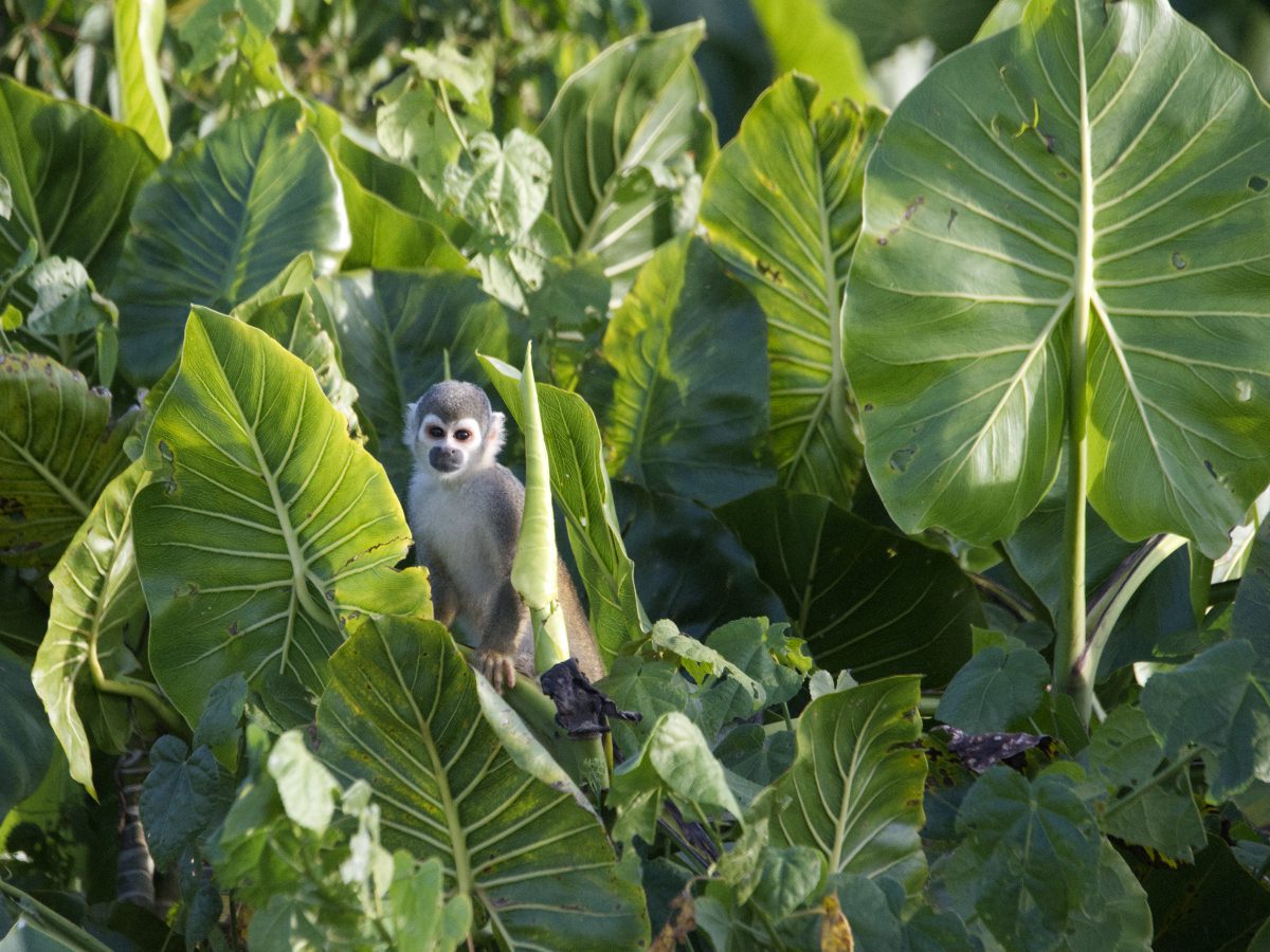 A Squirrel Monkey seen from the boat at Limoncocha Biological Reserve, Ecuador