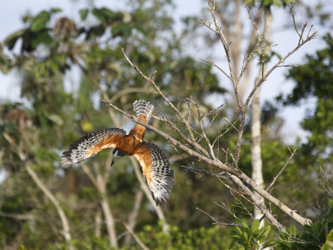 Ringed Kingfisher in flight shows of his rufous underbelly and striped wings and tail feathers