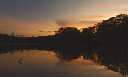 Plan Your Trip To Ecuador’s Limoncocha Biological Reserve