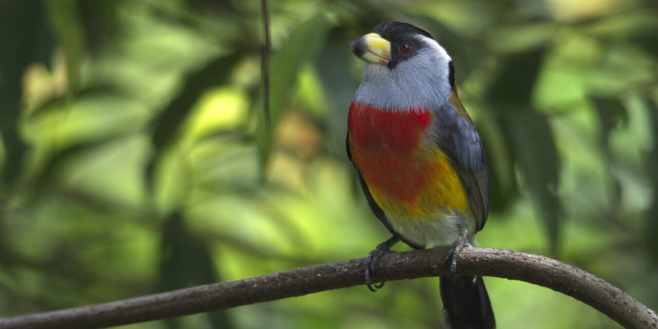 Behind the Scenes: Mashpi Amagusa’s Field Guide for Birds