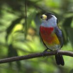 Tras bastidores: La Guía de Campo de Aves de Mashpi Amagusa