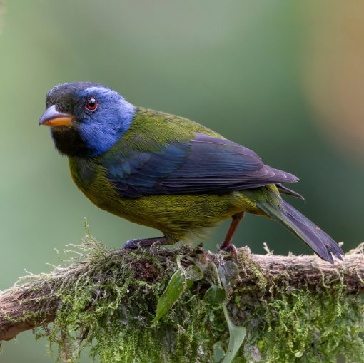 Moss-backed Tanager does have a mossy green back. It also has dark blue black wings,  a partial black mask, and purple-blue face.