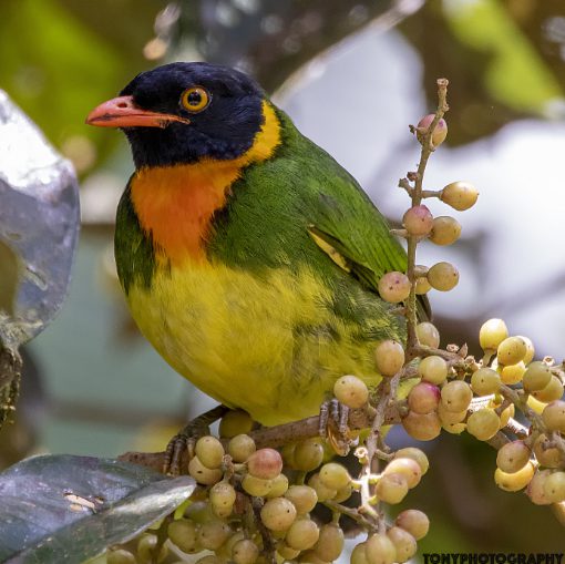 An Orange-breasted Fruiteater really does sport a bright orange breast with green shoulders and back, bright yellow belly and black head. 