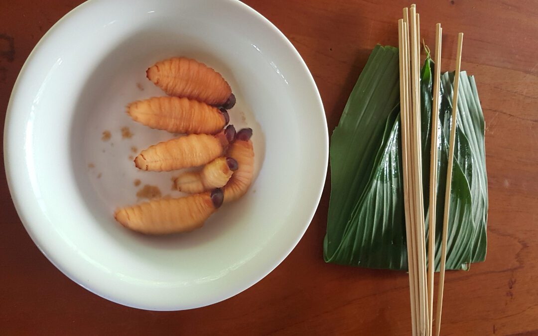 The Chontacuro: An Edible Grub from Ecuador’s Amazon