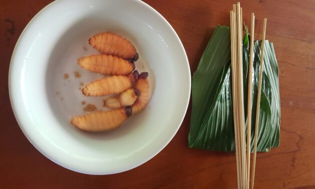 The Chontacuro: An Edible Grub from Ecuador’s Amazon