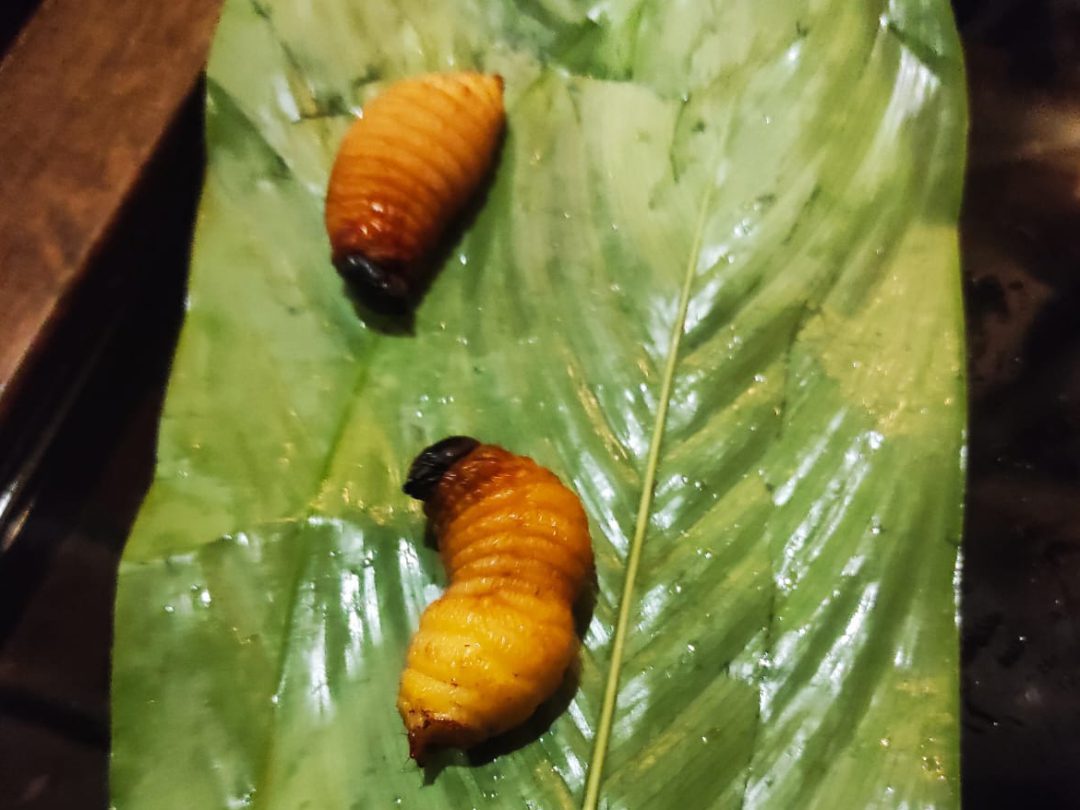 Close-up of grilled chontacuro, grubs eaten by Indigenous communities in Ecuador's Amazon