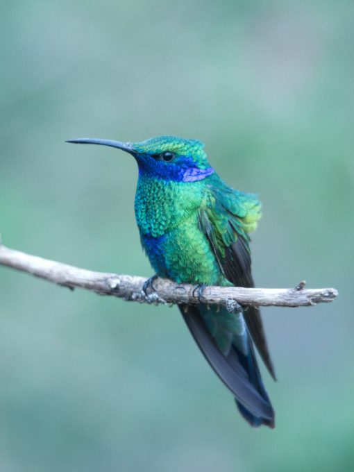 A Sparkling Violetear Hummingbird perched on a branch while the wind ruffles its feathers