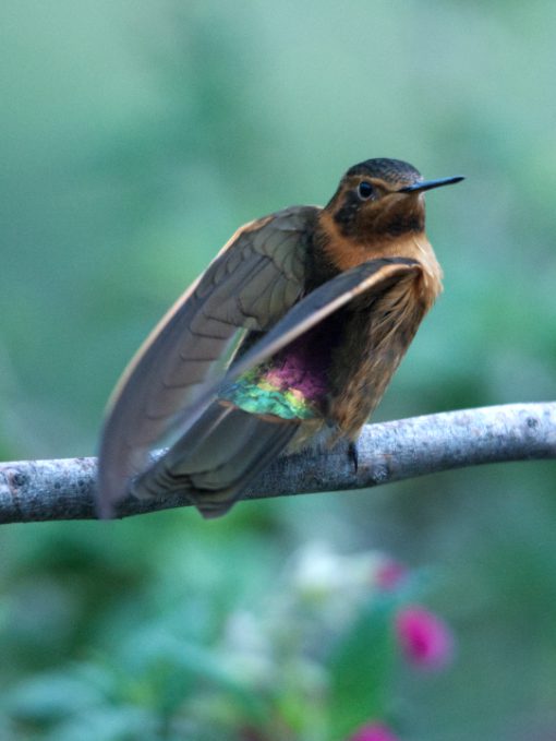 A Shining Sunbeam hummingbird getting ready to take flight as the light reflects of its rainbow colored tail feathers