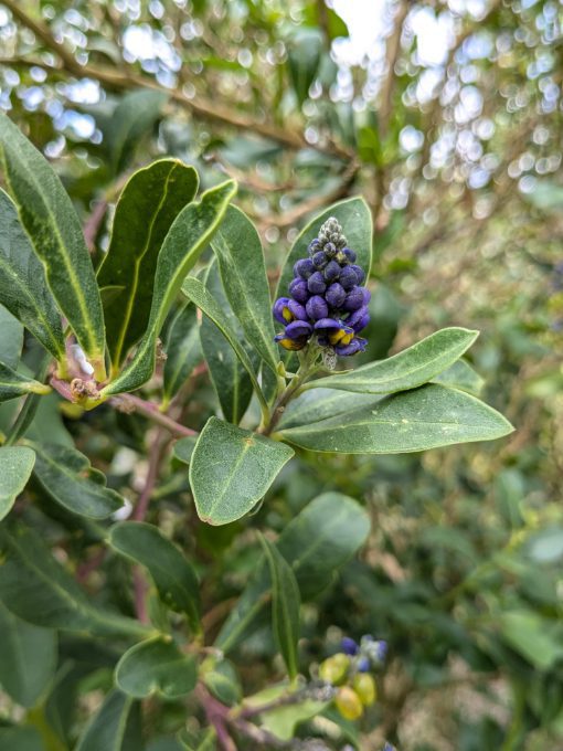 A native bush with large green leaves tinged with light yellow and deep purple flowers, similar to lupin, with yellow stamens