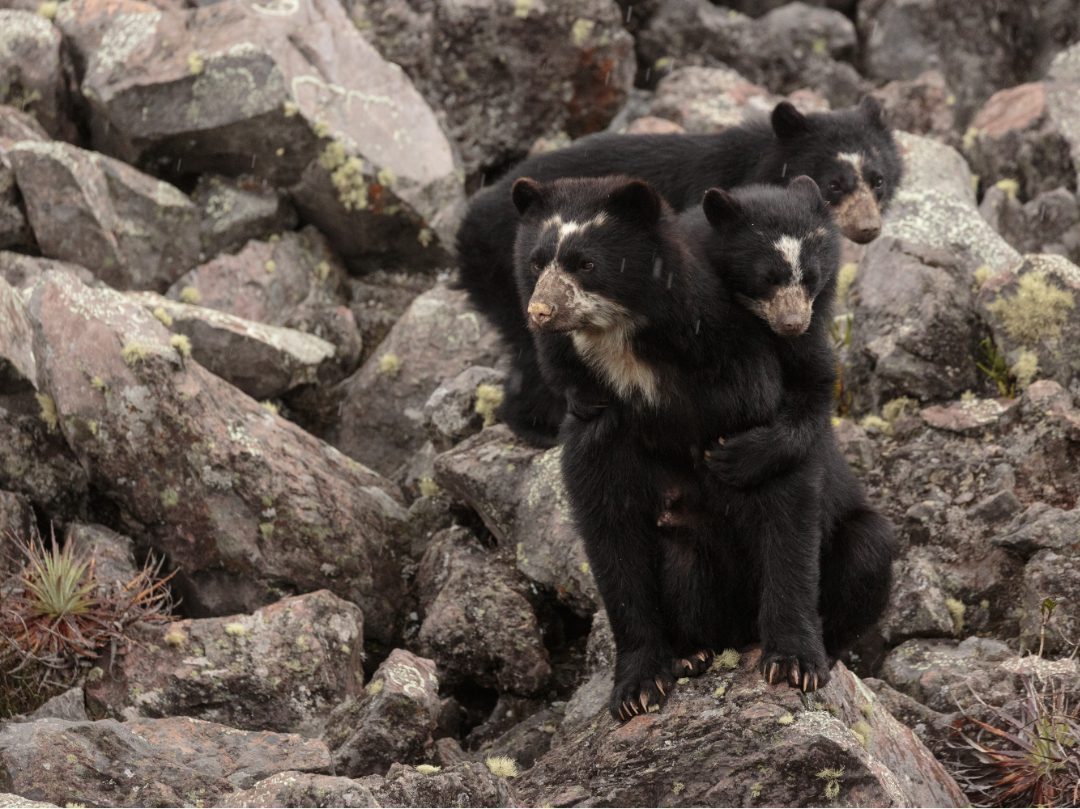 A family of Andean Bears - one cub draped over mom's shoulder, the other standing in the background.