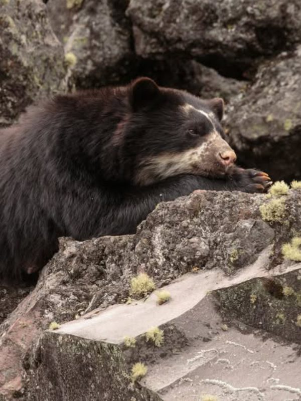 A close-up view of the face of an Andean Spectacled Bear, it;s buff-colored facial markings standing out against it dark brown fur