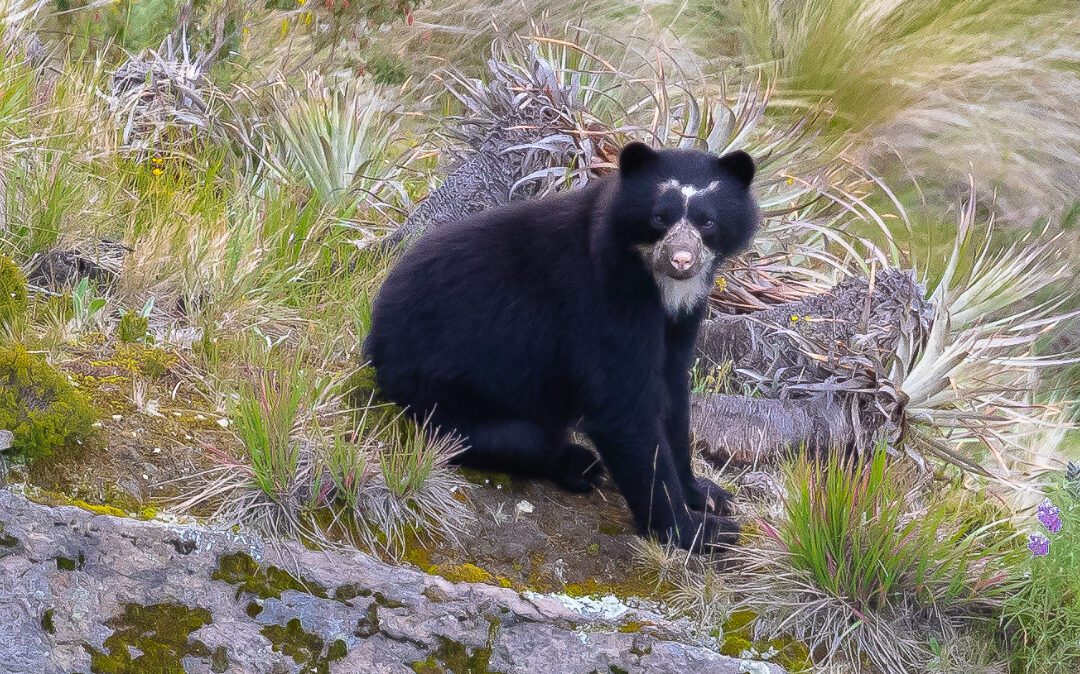 In Search of the Andean Spectacled Bear