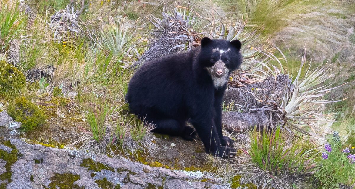 In Search of the Andean Spectacled Bear