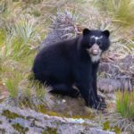 In Search of the Andean Spectacled Bear