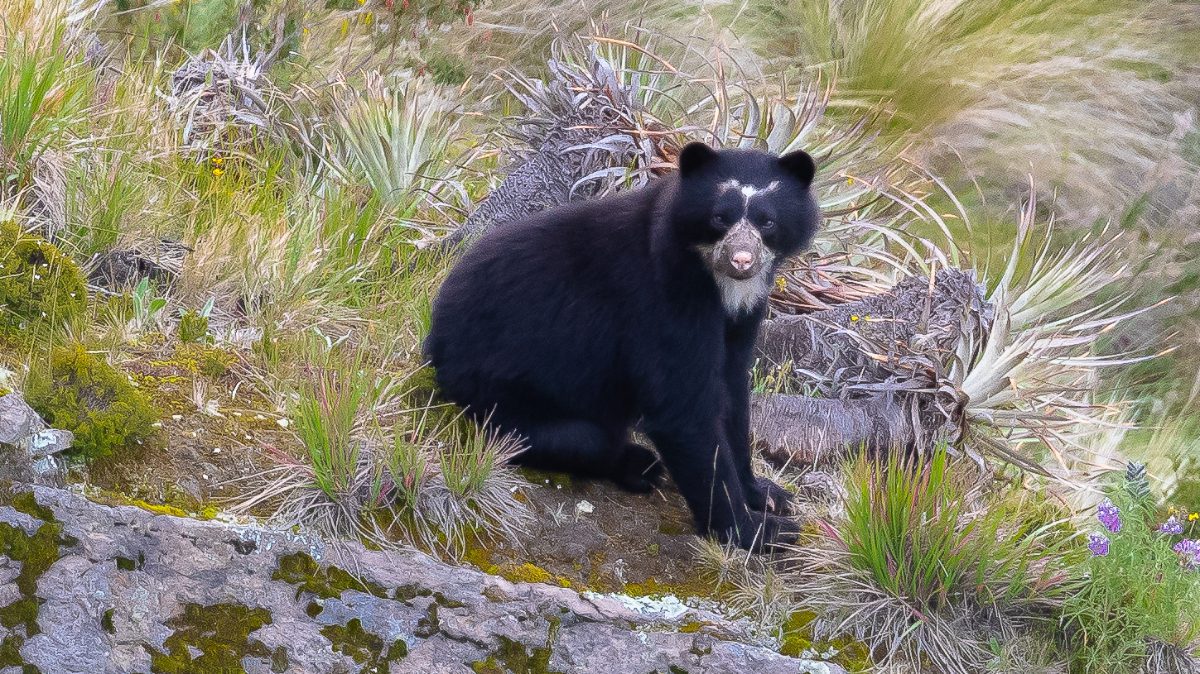 A juvenile Andean Spectacled Bear (aka Andean Bear, Spectacled Bear), with one of its favorite foods, achupaya, a type of bromeliad native to the Andes.