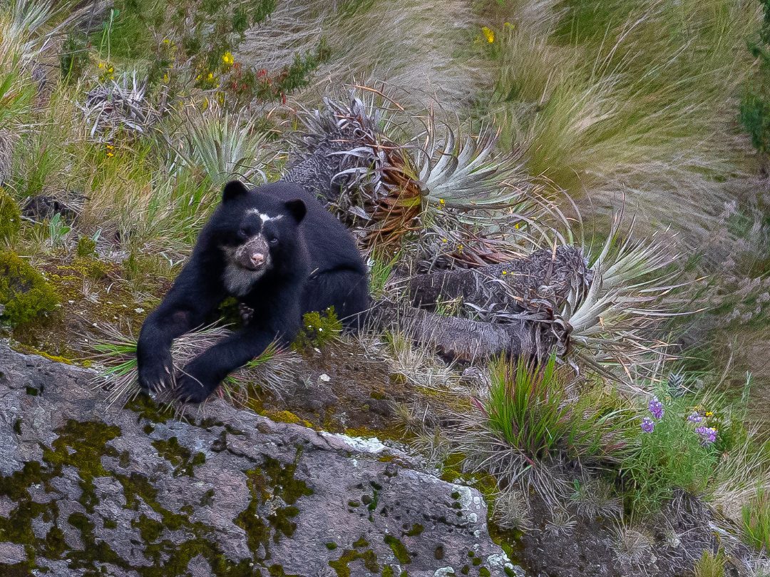 A young Andean bear relaxes near its favorite food, a bromeliad that grows in high altitude grasslands of the Andes