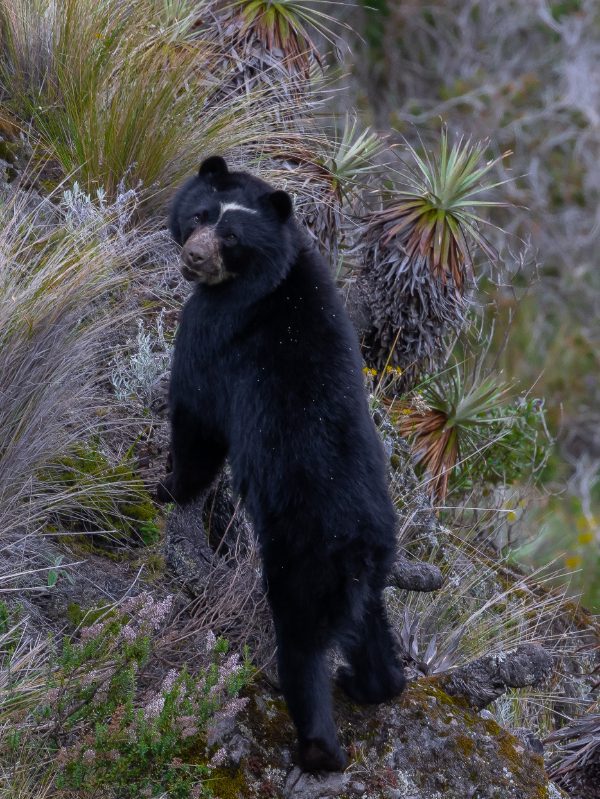 A juvenile, Andean Spectacled Bear stands on its hind legs and looks back at the camera.